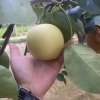 皇冠梨大量现货供应   保质保量 产地直供一手货源，