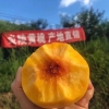 炎陵黄桃