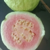 广东番石榴，红心芭乐，白心芭乐，货源充足，果园现摘发货