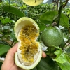 广东百香果，钦密九号百香果，黄金百香果，源头场地，现摘发货